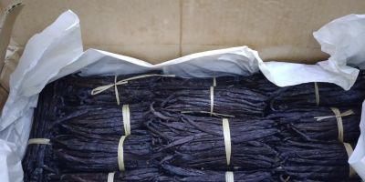 Boabe de vanilie proaspete (varietatea Bourbon) din Uganda. Disponibile