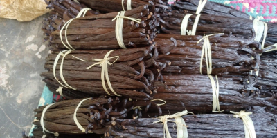 Boabe de vanilie proaspete (varietatea Bourbon) din Uganda. Disponibile