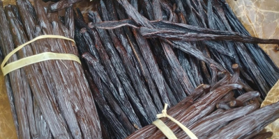 Boabe de vanilie proaspete (varietatea Bourbon) din Uganda. Disponibile