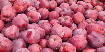 Предлагаю яблоки сорта «Красный Вождь», размер 65-85, высокого качества,