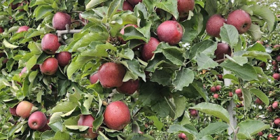 Предлагам ябълки от сорта Червен Джонапринс, размер 65-85, високо