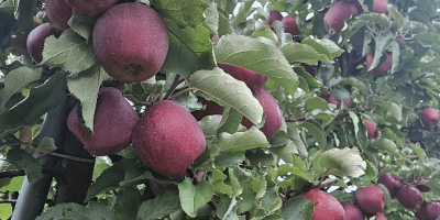 Предлагам ябълки от сорта Червен Джонапринс, размер 65-85, високо