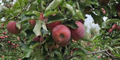Предлагам ябълки от сорта Червен Джонапринс, размер 65-85, високо