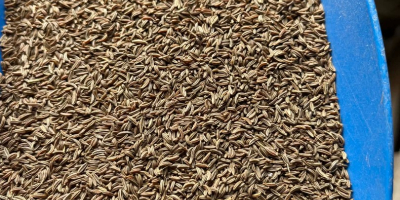 Ферма с многолетним опытом выращивания тмина ищет партнера для