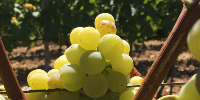 Продажба на висококачествено украиново грозде Tokaj. Перфектен за преработка