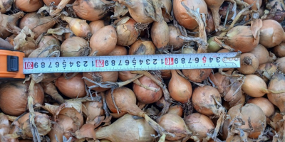 I will sell onions of the Bila variety, medium