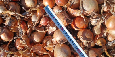 I will sell onions of the Bila variety, medium
