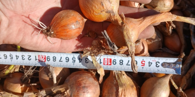 I will sell onions of the Bila variety, medium
