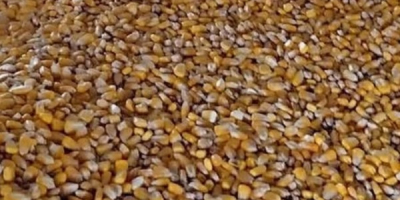 Ich verkaufe 8 Tonnen Mais. Er wurde in einer