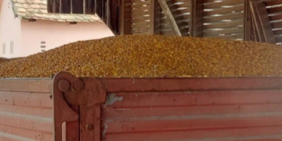 Ich verkaufe 8 Tonnen Mais. Er wurde in einer