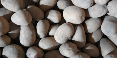 Продајем јестиви кромпир, као на слици. Сорта је Овацја.