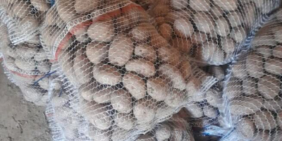 Продајем јестиви кромпир, као на слици. Сорта је Овацја.