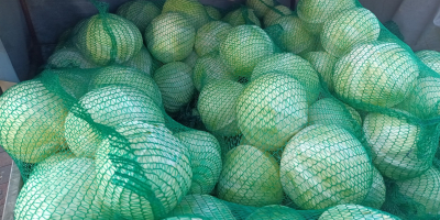 White cabbage, Storka variety, weighs 1-3 kg, remains healthy