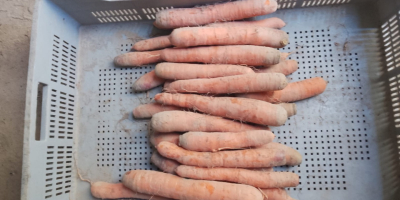 ПРОДАЖБА НА ЕДРО ЗЕЛЕНЧУЦИ - МАЗОВЕЦКО (район на Варшава).