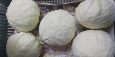 ПРОДАЖБА НА ЕДРО ЗЕЛЕНЧУЦИ - МАЗОВЕЦКО (район на Варшава).