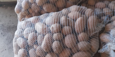 ПРОДАЖБА НА ЕДРО ЗЕЛЕНЧУЦИ - МАЗОВЕЦКО (район на Варшава).