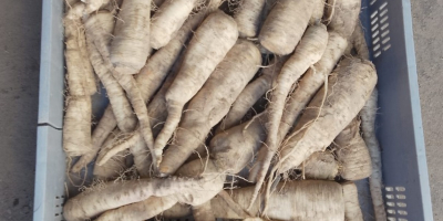 ПРОДАЖБА НА ЕДРО ЗЕЛЕНЧУЦИ - МАЗОВЕЦКО (район на Варшава).