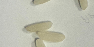 Long white rice Origin: Suriname (Carribean region) This premium