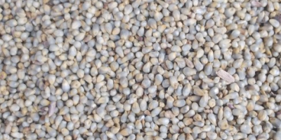 Wir vertreiben landwirtschaftliche Produkte in Nigeria, darunter Karotten, Kakao,