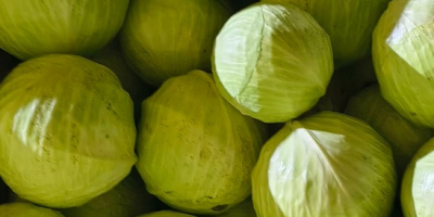 Бяло зеле - сорт Золтан. Бялото зеле е идеално