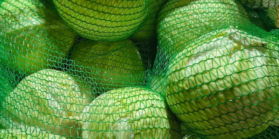 Бяло зеле - сорт Золтан. Бялото зеле е идеално