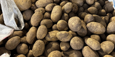 I will sell edible potatoes of the Bernina and