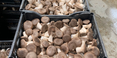 Az AGRIFUNGHI BASILICATA egy laskagomba (PLEOROTUS ERYNGII) termesztésére szakosodott