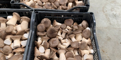 Az AGRIFUNGHI BASILICATA egy laskagomba (PLEOROTUS ERYNGII) termesztésére szakosodott