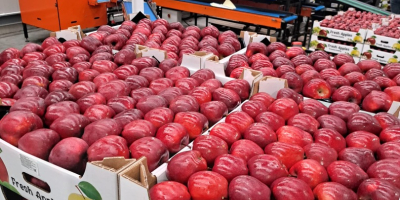 Vânzare de mere din Moldova - calitate superioară, recoltă