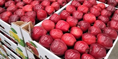 Vânzare de mere din Moldova - calitate superioară, recoltă