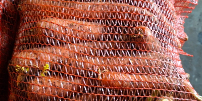 Mosatlan/mosott sárgarépát árulok, 2,5-4-es kaliberben, varrott zacskóban/zsákban/ömlesztve, teherautónyi mennyiségben.