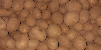 Verkaufe Speisekartoffeln Sorte Lilly vorwiegend festkochend- mehlig kochend Sortierung