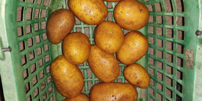 Verkaufe Speisekartoffeln Sorte Lilly vorwiegend festkochend- mehlig kochend Sortierung