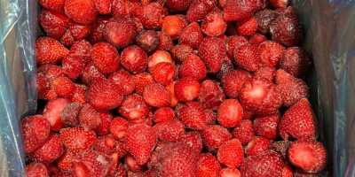 Gefrorene Erdbeeren serbischer Herkunft, Sorte Viktoria, verfügbare Menge: 80