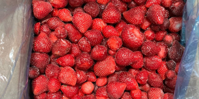 Gefrorene Erdbeeren serbischer Herkunft, Sorte Viktoria, verfügbare Menge: 80
