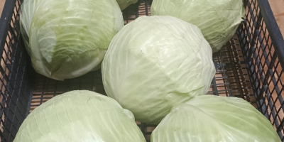 Продавам бяло зеле, сорт Зенон, 1-3 кал. Красиво, здраво,