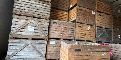 Продајем кромпир: РУСТЕР МАРКИС ЛЕЈДИ АЛИС ЛЕЈДИ ЏЕЈН. Доступан