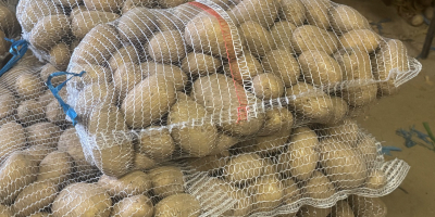Кромпир сорте КАТАНИЈА, глатка кора, чиста земља, неоштећен, чврст,