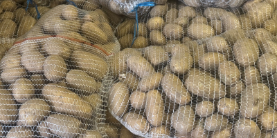 Кромпир сорте КАТАНИЈА, глатка кора, чиста земља, неоштећен, чврст,
