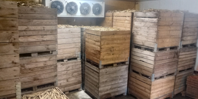 Продавам търговски магданоз, калибър 3-6 см, повече информация на