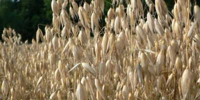 Vendo avena di ottima qualità. Prezzo: 700 PLN/tonnellata.