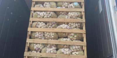 Golden Roots Износ на египетски продукти - пресни, замразени