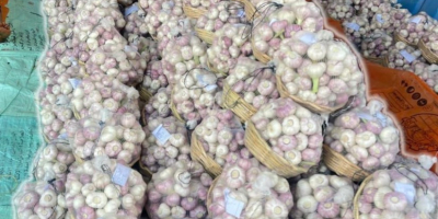 Golden Roots Износ на египетски продукти - пресни, замразени