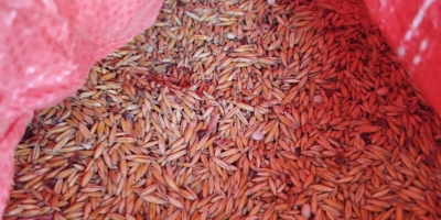Avena biologica certificata, raccolto 2025