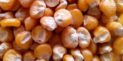 Offriamo mais secco di alta qualità in grandi quantità,