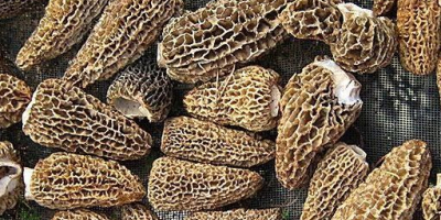 Ciupercă Morel, spălată, uscată, pălărie fără codiță, ambalată în