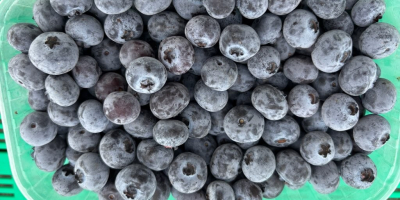 Продавам замразени боровинки. Продуктът е цял и невредим. Тел.