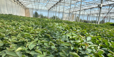 Răsad de Rose Damascena Hibrizi special selectați de Paulownia