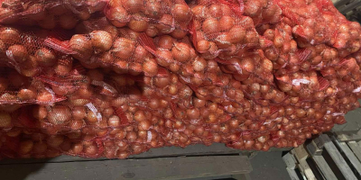 Продажба на жълт лук директно от производителя. Сорт Дерек.