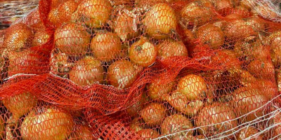 Продажба на жълт лук директно от производителя. Сорт Дерек.